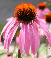 Echinacea bledá - Echinacea pallida - semená echinacey - 15 ks