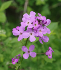 Večernica voňavá - Hesperis matronalis - semená večernice - 100 ks