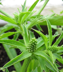 Koriander mexický - Eryngium foetidum - semená koriandra - 50 ks