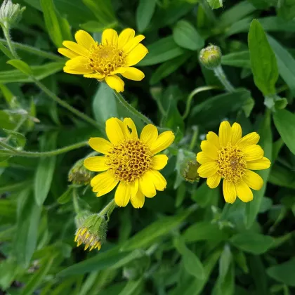 Arnika liečivá - Arnica chamissonis - semená arniky - 13 ks