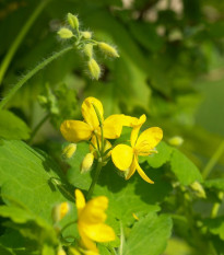 Lastovičník väčší - Chelidonium majus - semená lastovičníka - 100 ks