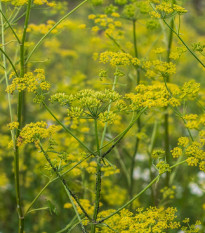 Kôpor Tetra - Anethum graveolens - semená kôpra - 200 ks