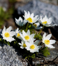 Poniklec alpský - Pulsatilla alpinas - semená - 10 ks