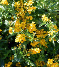 Aksamietnica mexická - Tagetes lucida - semená aksametnice - 0,2 g