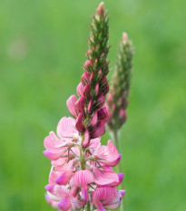 Vičenec vikolistý - Onobrychis viciifolia - semená - 50 ks