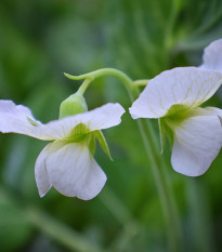 Hrachor voňavý kráľovský biely - Lathyrus odoratus - semená - 20 ks