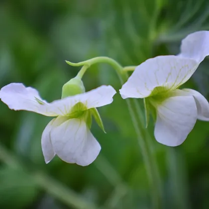 Hrachor voňavý kráľovský biely - Lathyrus odoratus - semená - 20 ks