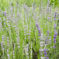 Levanduľa lekárska ružová ŠPECIÁL - Lavandula angustifolia - semená levandule - 15 ks