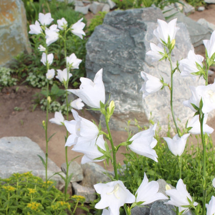 Zvonček broskyňolistý biely - Persicifolia alba - semená zvončeka - 300 ks