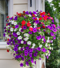 Petúnia veľkokvetá previsnutá - Petunia hybrida pendula - surfínia - semená - 150 ks