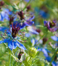 Černuška damascénska modrá - Nigella Damascena - semená - 200 ks