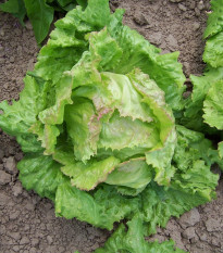 Šalát ľadový Pražan - Lactuca sativa var. capitata - semená šalátu - 100 ks