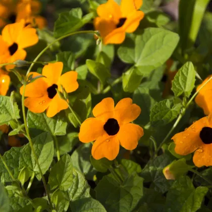 Tunbergia krídlatá - Thunbergia alata - Čiernooká Zuzana - semená - 12 ks