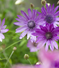 Suchokvet ročný - zmes - Xeranthemum annuum mix - semená - 100 ks