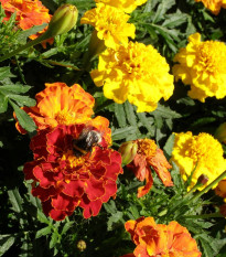 Aksamietnica vysoká zmes - Tagetes erecta - semená - 0,3 g