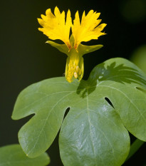 Kapucínka vysoká kanárska - Tropaeolum peregrinum - semená - 10 ks