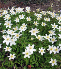 Veternica hájna - Anemone nemorosa - semená - 10 ks