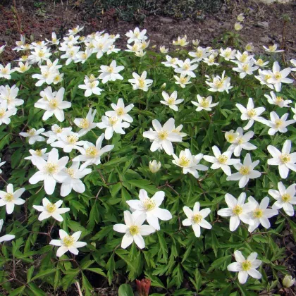 Veternica hájna - Anemone nemorosa - semená - 10 ks