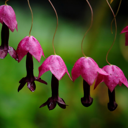 Rodochiton Purple Bells – Rhodochiton atrosanguinemum – semena rodochitonu – 6 ks