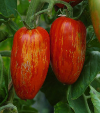 BIO Paradajka Striped Roman - Solanum lycopersicum - bio semená paradajky - 7 ks