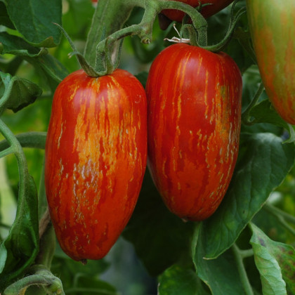 BIO Paradajka Striped Roman - Solanum lycopersicum - bio semená paradajky - 7 ks