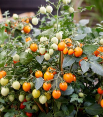 Paradajka Tiny Temptations Orange PhR - Solanum lycopersicum - semená paradajky - 5 ks