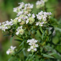 Americká horská mäta - Pycnanthemum pilosum - semená mäty - 20 ks