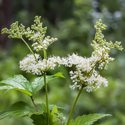 Túžobník brestový - Filipendula ulmaria - semená túžobníka - 8 ks