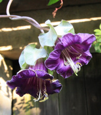 Kobea ťahavá fialová - Cobaea scandens - semená - 7 ks