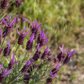 Levanduľa francúzska - Lavandula stoechas - semená levandule - 20 ks