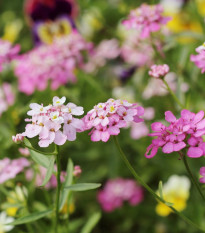 Iberka okolíkatá - zmes farieb - Iberis umbellata - semená - 100 ks