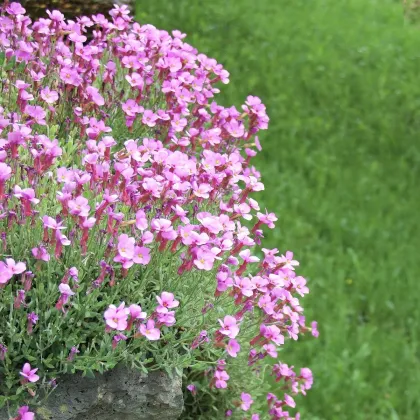 Arábka úzkolistá Spring Charm - Arabis blepharophylla - semená - 30 ks