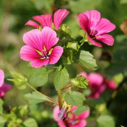 Slezovka trojklanná purpurová - Malope trifida - semená - 25 ks