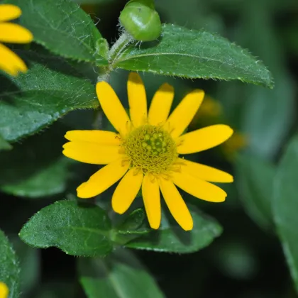 Sanvintália poliehavá - Sanvitalia procumbens - semená - 0,5 g