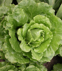 Šalát rímsky Galander - Lactuca sativa var. Romana Gars - semená šalátu - 300 ks