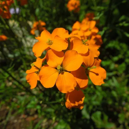 Cheirant sibírsky - Cheiranthus allionii - semená cheirantu - 500 ks