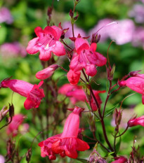 Dračík Hartwegov - Penstemon hartwegii - Senzácia zmes - semená - 300 ks