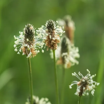 Skorocel kopijovitý - Plantago lanceolata - semená skorocela - 100 ks