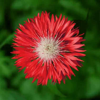 Nevädza poľná červená - Centaurea cyanus - semená - 100 ks