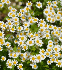 Rimbaba obyčajná Golden Feverfew - Chrysanthemum parthenium aureum - semená rimbaby -400 ks