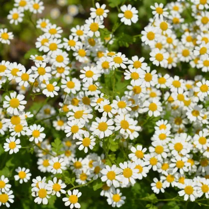 Rimbaba obyčajná Golden Feverfew - Chrysanthemum parthenium aureum - semená rimbaby -400 ks