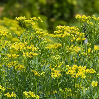 Ruta voňavá - Ruta graveolens - semená ruty - 10 ks