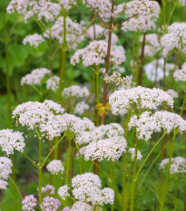 Kozlík lekársky - Valeriana officinalis - semená kozlíka - 150 ks