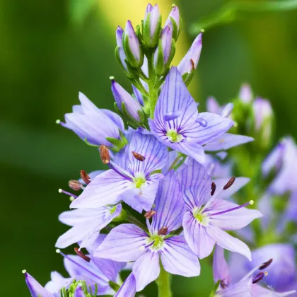 Veronika lekárska - Veronica officinalis - semená veroniky - 30 ks