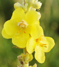 Divozel veľkokvetý - Verbascum densiflorum - semená divozela - 300 ks