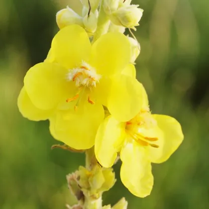 Divozel veľkokvetý - Verbascum densiflorum - semená divozela - 300 ks