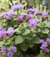 Agerát mexický - Ageratum houstonianum - semená - 0,5 g