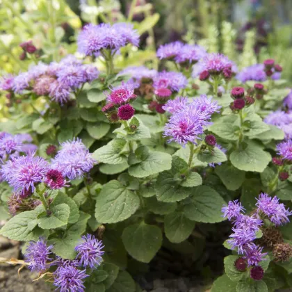 Agerát mexický - Ageratum houstonianum - semená - 0,5 g