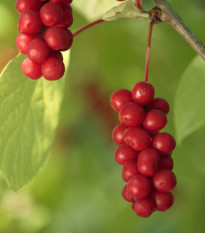 Schizandra čínska - Schisandra chinensis - semená schizandry - 6 ks