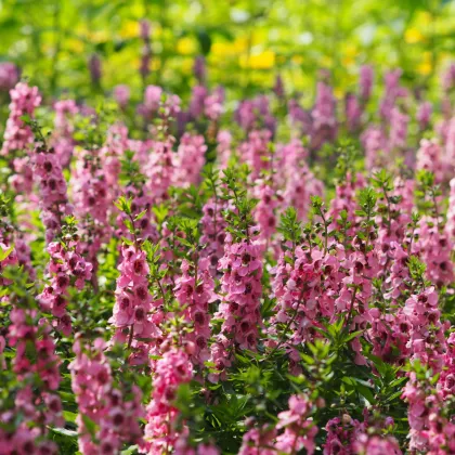 Angelónia úzkolistá Serenita pink - Angelonia angustifolia - semená angelónie - 6 ks